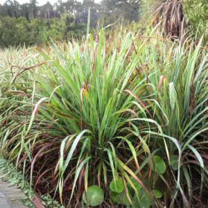 Lemongrass Hydrosol