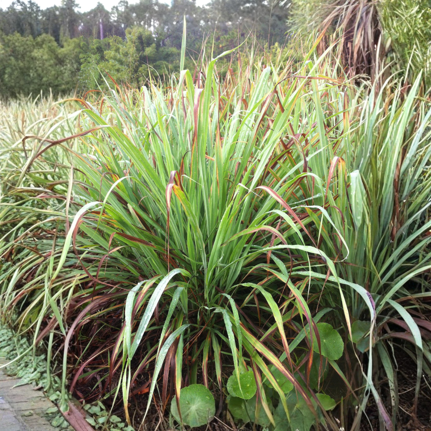 Lemongrass Hydrosol
