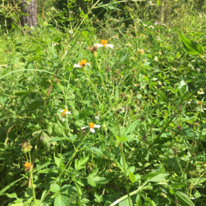 Bidens Alba Hydrosol