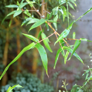 Organic Bamboo Hair Growth Oil - cedar / sage