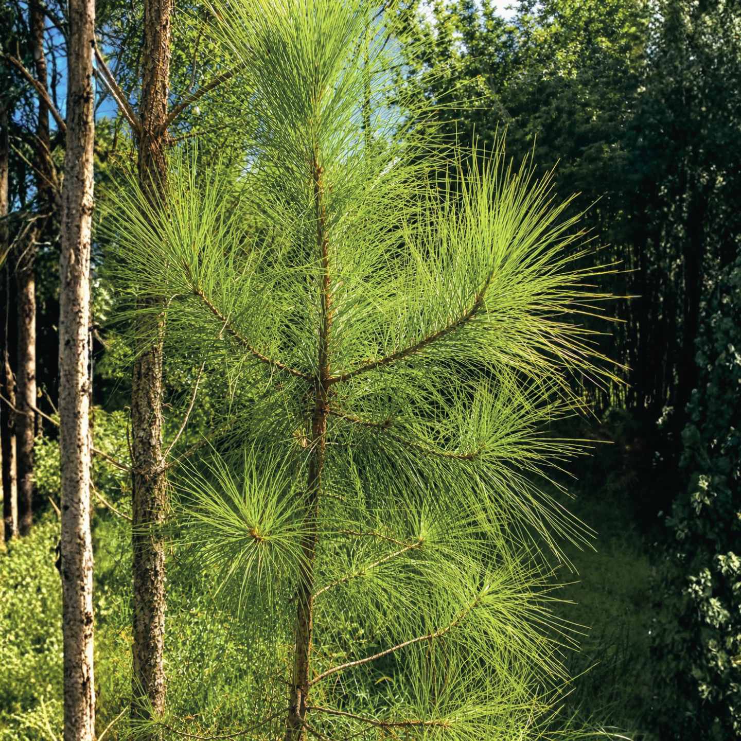 Pine Hydrosol