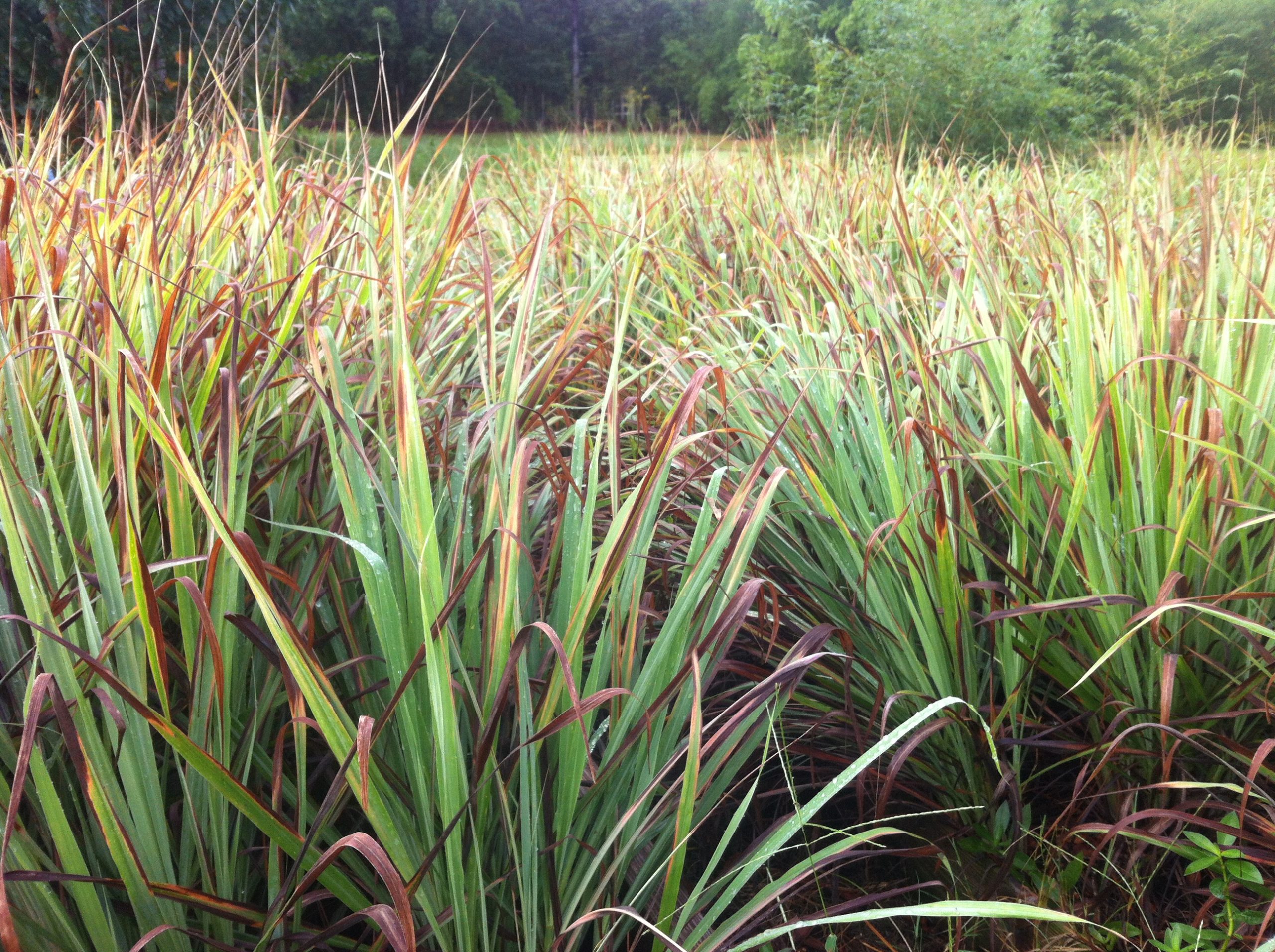 Lemongrass Hydrosol - Image 2