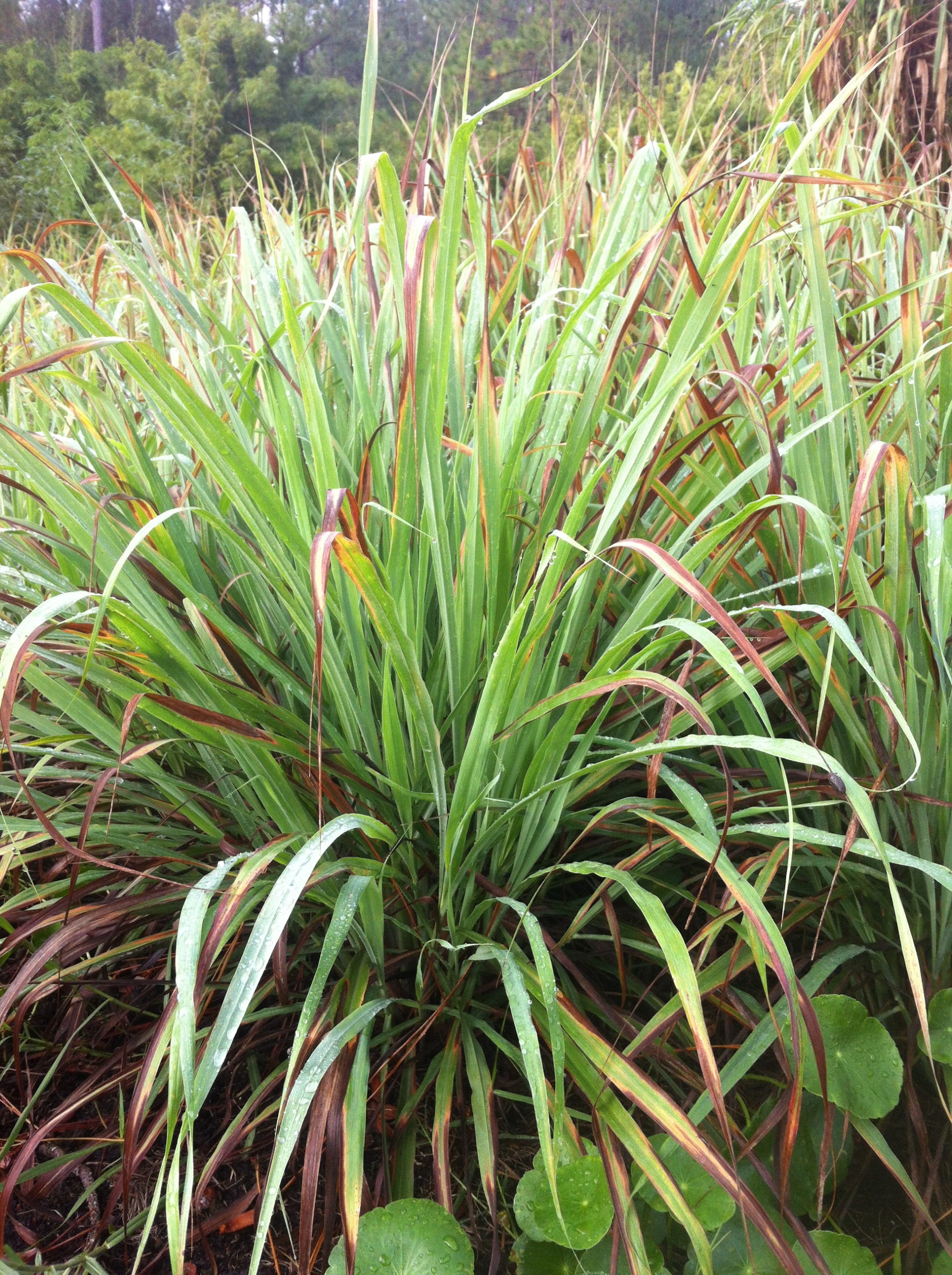 St. John's Wort Hydrosol - Image 3