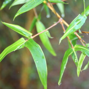Organic Bamboo Hair Growth Oil - rosemary/ lavender