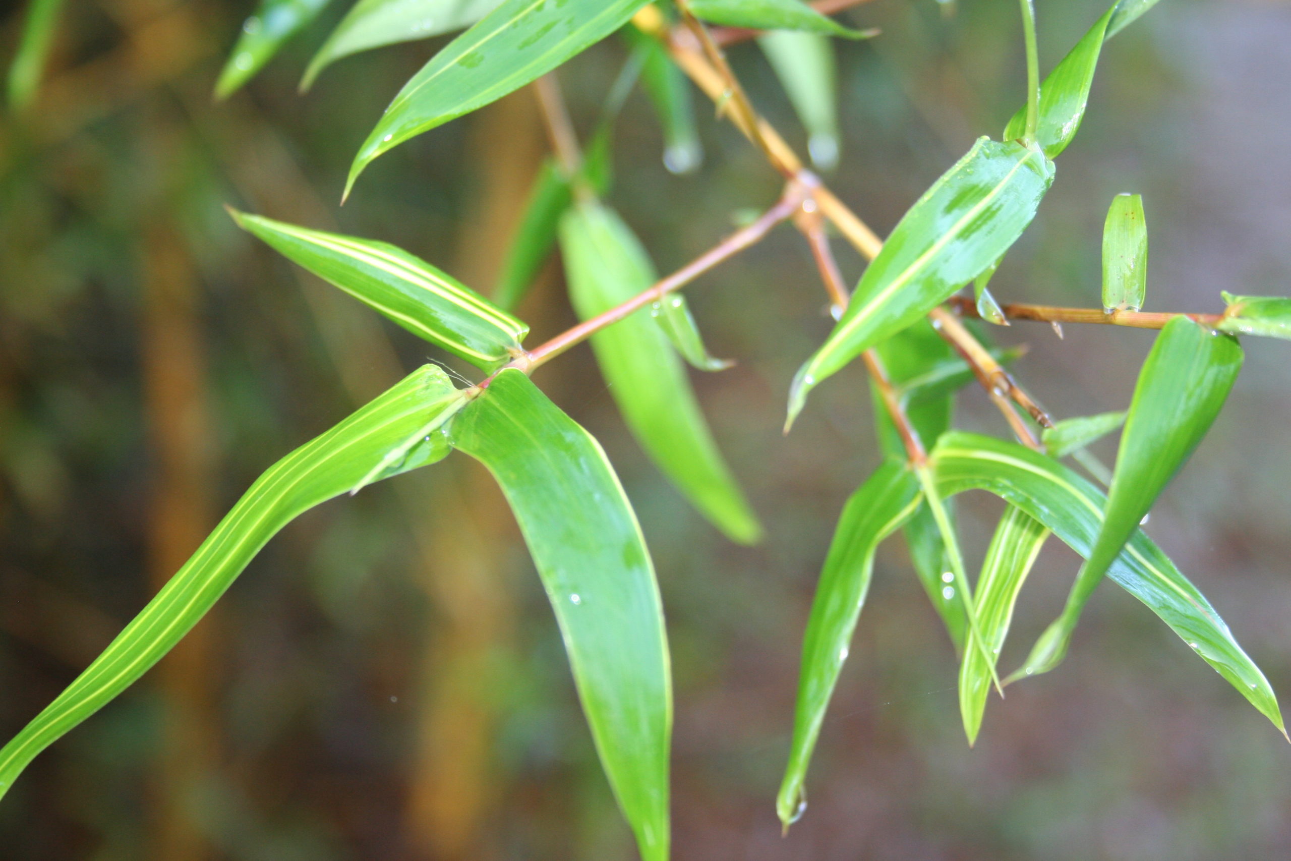 Organic Bamboo Hair Growth Oil - rosemary/ lavender